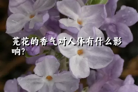 芫花的香气对人体有什么影响？