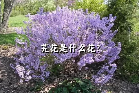 芫花是什么花？