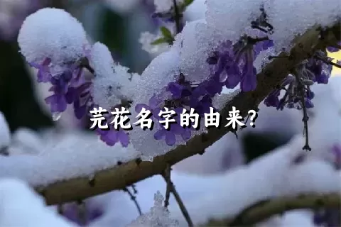 芫花名字的由来？