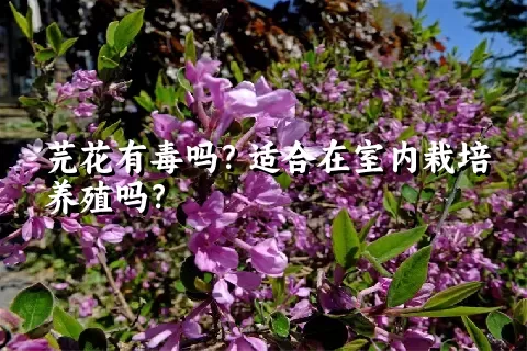 芫花有毒吗？适合在室内栽培养殖吗？