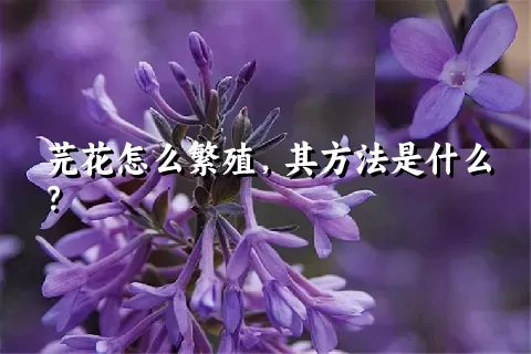 芫花怎么繁殖，其方法是什么？