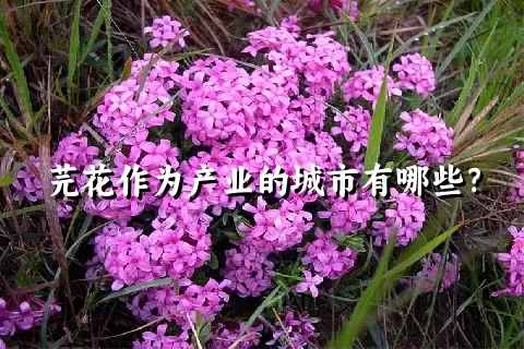 芫花作为产业的城市有哪些？