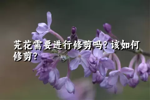 芫花需要进行修剪吗？该如何修剪？