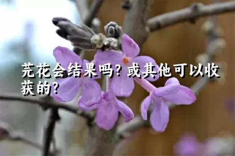 芫花会结果吗？或其他可以收获的？