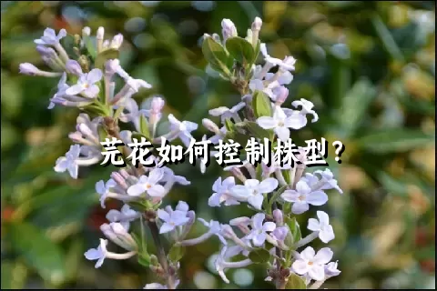 芫花如何控制株型？