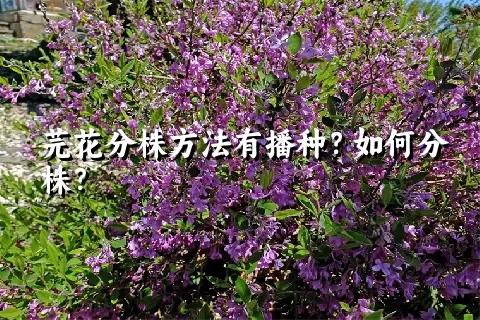 芫花分株方法有播种？如何分株？