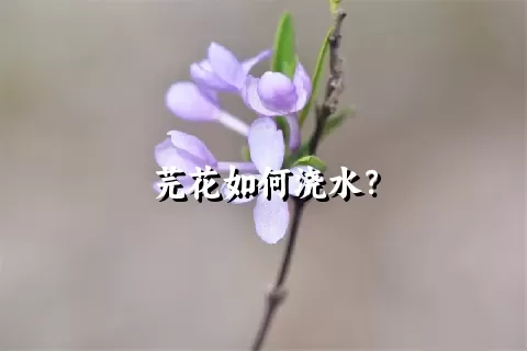 芫花如何浇水？