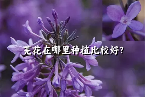 芫花在哪里种植比较好？