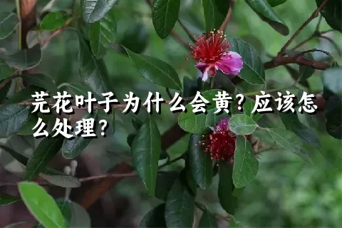 芫花叶子为什么会黄？应该怎么处理？