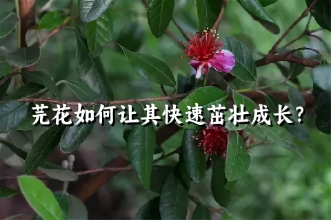 芫花如何让其快速茁壮成长？