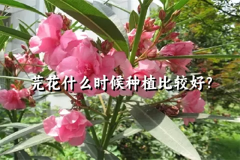 芫花什么时候种植比较好？