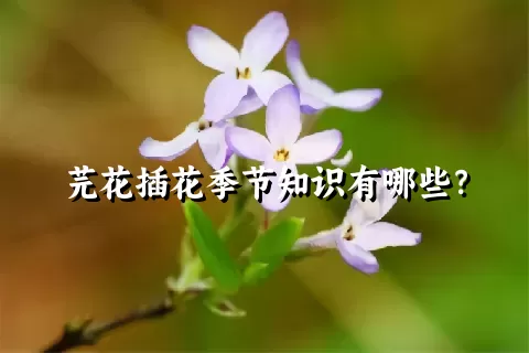 芫花插花季节知识有哪些？