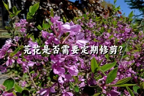 芫花是否需要定期修剪？