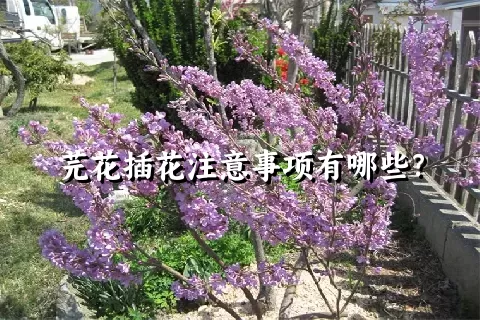 芫花插花注意事项有哪些？