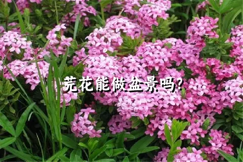 芫花能做盆景吗？