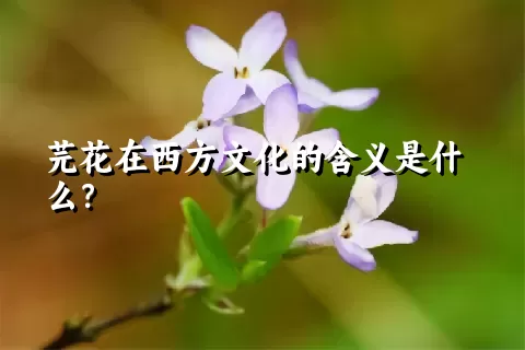 芫花在西方文化的含义是什么？