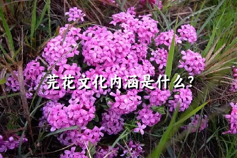 芫花文化内涵是什么？