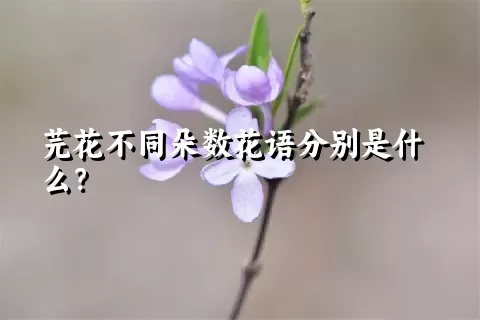 芫花不同朵数花语分别是什么？