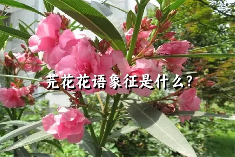 芫花花语象征是什么？