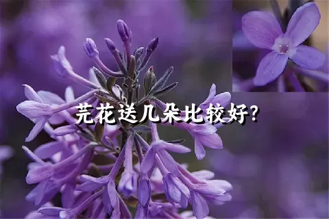 芫花送几朵比较好？