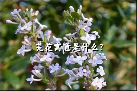 芫花寓意是什么？