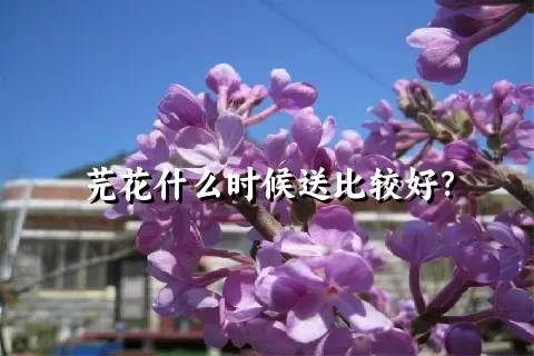 芫花什么时候送比较好？