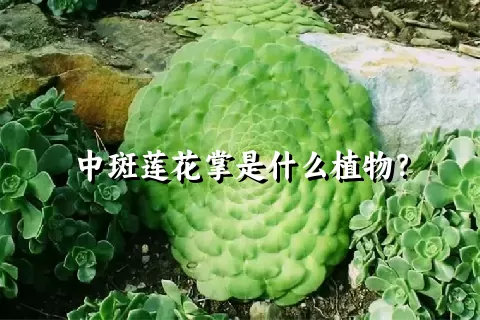 中斑莲花掌是什么植物？