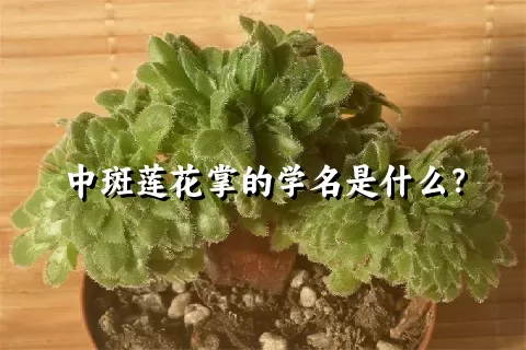 中斑莲花掌的学名是什么？