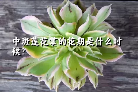 中斑莲花掌的花期是什么时候？