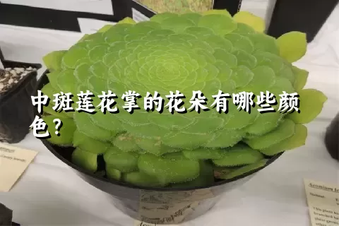 中斑莲花掌的花朵有哪些颜色？