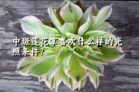 中斑莲花掌喜欢什么样的光照条件？