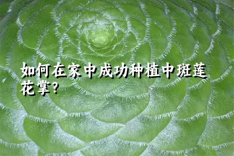 如何在家中成功种植中斑莲花掌？