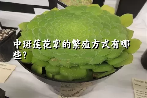 中斑莲花掌的繁殖方式有哪些？