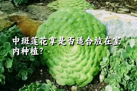 中斑莲花掌是否适合放在室内种植？