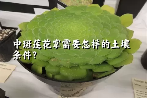 中斑莲花掌需要怎样的土壤条件？