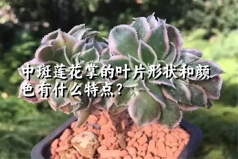 中斑莲花掌的叶片形状和颜色有什么特点？