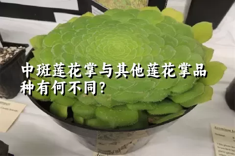 中斑莲花掌与其他莲花掌品种有何不同？