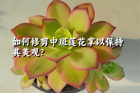 如何修剪中斑莲花掌以保持其美观？