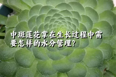 中斑莲花掌在生长过程中需要怎样的水分管理？