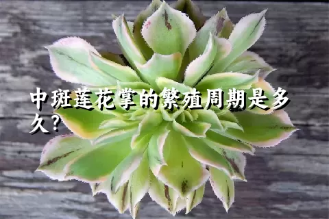 中斑莲花掌的繁殖周期是多久？