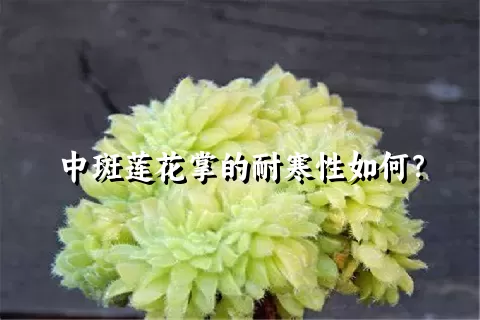 中斑莲花掌的耐寒性如何？