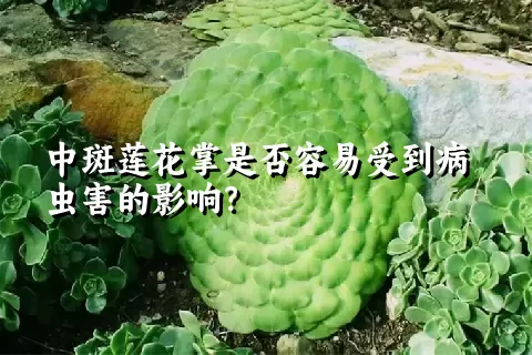 中斑莲花掌是否容易受到病虫害的影响？