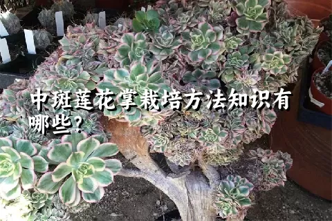 中斑莲花掌栽培方法知识有哪些？