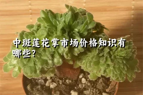 中斑莲花掌市场价格知识有哪些？