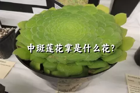 中斑莲花掌是什么花？