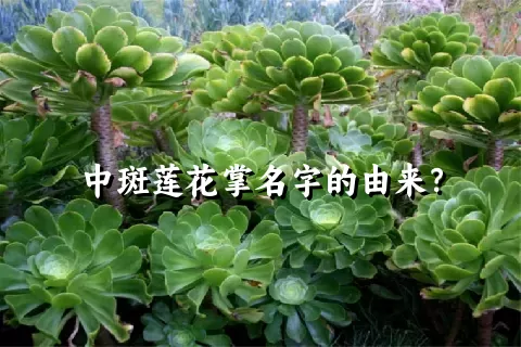 中斑莲花掌名字的由来？