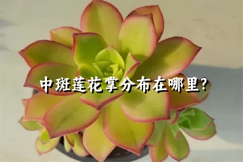 中斑莲花掌分布在哪里?