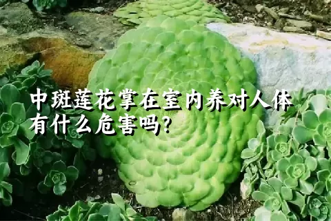 中斑莲花掌在室内养对人体有什么危害吗？