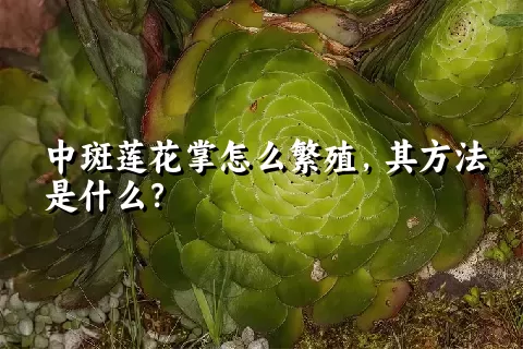 中斑莲花掌怎么繁殖，其方法是什么？