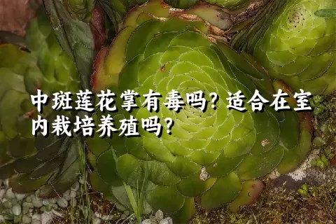 中斑莲花掌有毒吗？适合在室内栽培养殖吗？